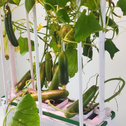 E SUPEREGROW Large Hydroponics Growing System kit with Trellis,Smart Indoor Hydroponic Gardening System with LED Grow Light, Indoor Hydroponic Grow Kit for Tomato,Pepper,Cucumbers(7L,Pump) - Image 4