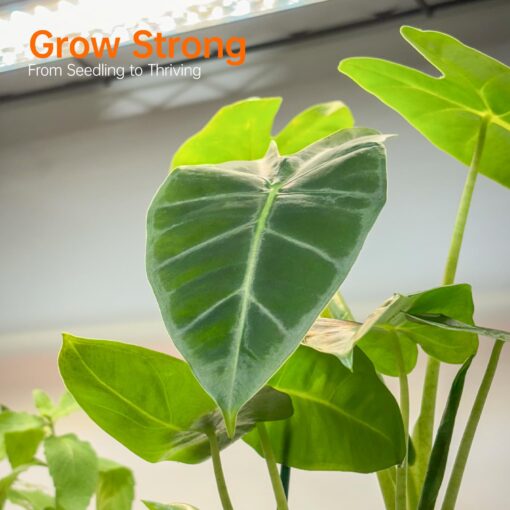Bstrip Indoor Greenhouse with Grow Light, Metal Plant Stand, 3 Pack T8 2FT Full Spectrum Plant Lights, Timer, Black, 23.5"x13.8"x59" - Image 8