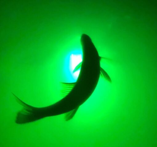Green Blob Outdoors New Underwater Fishing Light for Docks with 30ft Cord, LED, Fish Attracting, Crappie, Snook 7500 Lumen 110V, Made in Texas - Image 4