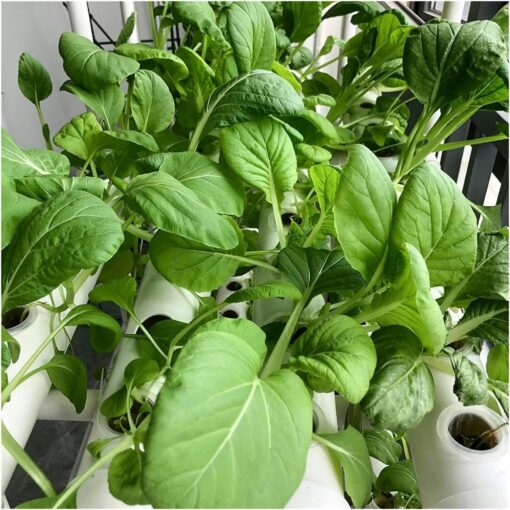 RWGOVLU Hydroponics Growing System Hydroponic Grow Kit, 36 Holes Pipe Grow Kit Indoor Greenhouse Planting Box Gardening System Nursery Pot Hydroponic Rack Hydroponic Tower - Image 2
